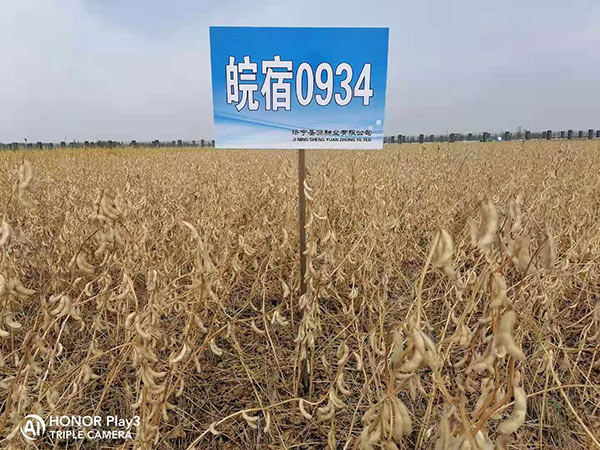 皖豆0934