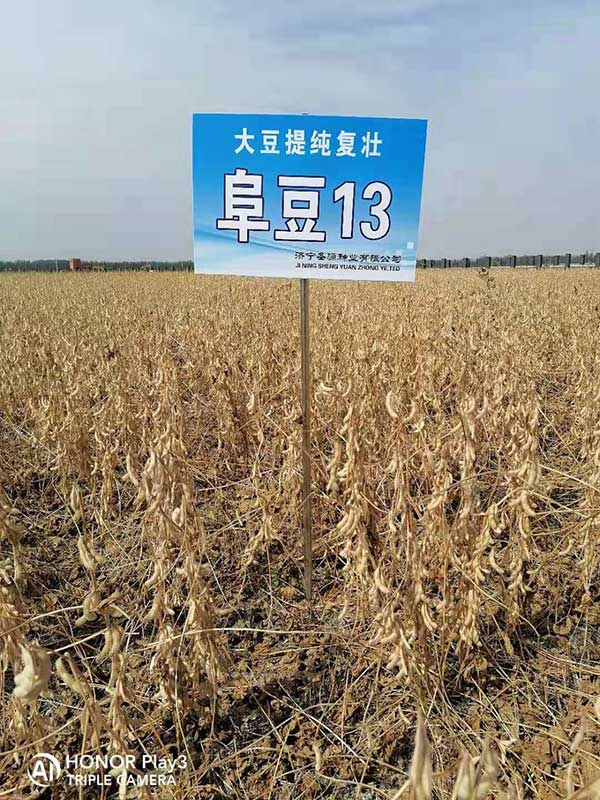 阜豆13